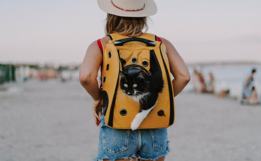 Travel with Your Cat - PawrPose